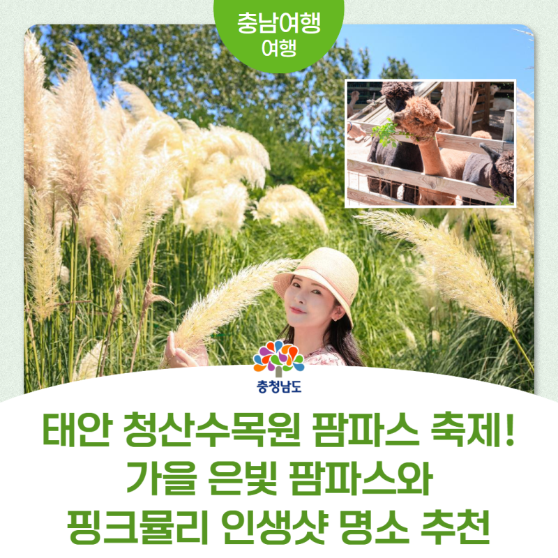 태안 청산수목원 팜파스 축제 개막 가을 은빛 팜파스와 핑크뮬리 인생샷 명소 추천