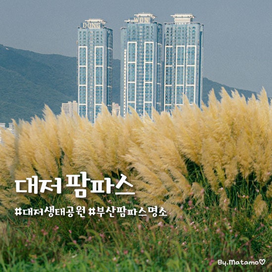 대저생태공원 팜파스 스냅 촬영하고 온 부산 팜파스 버베나 핑크뮬리 명소 9월