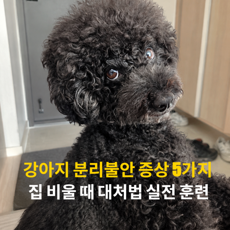 강아지 분리불안 증상 5가지와 집 비울 때 대처법 실전 훈련 총정리