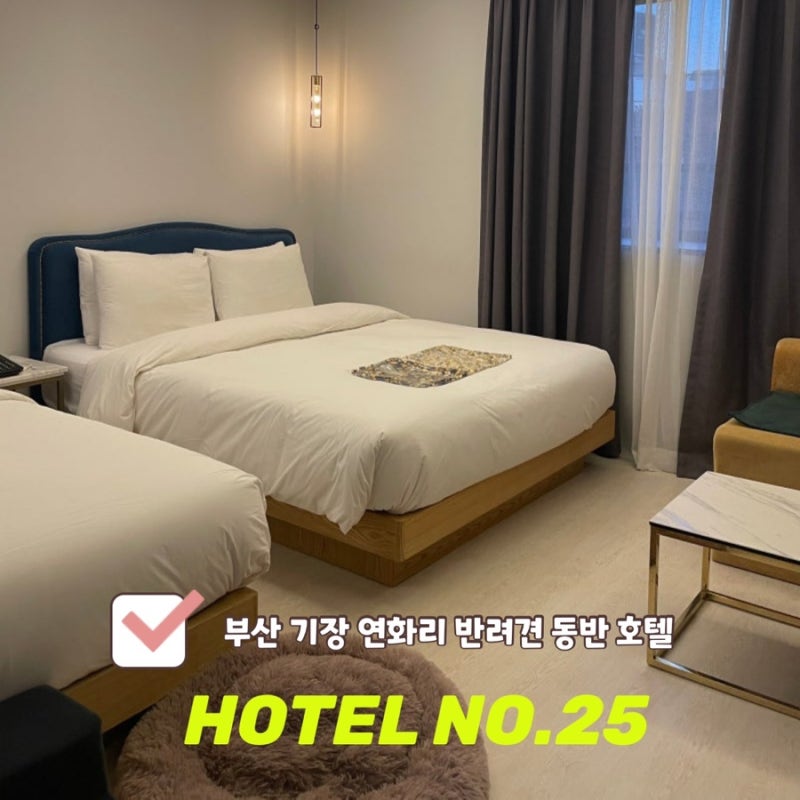 부산 기장 애견 동반 숙소 추천｜기장 연화리 HOTEL NO.25 프리미엄 펫룸 2박 후기