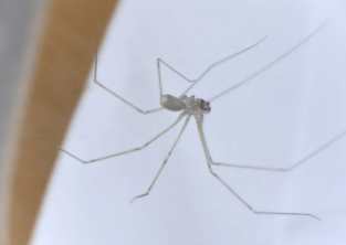 ️ 집에 거미 계속 나오는데 죽여야 할까?｜한 마리 잡아도 또 나오는 진짜 이유와 퇴치법