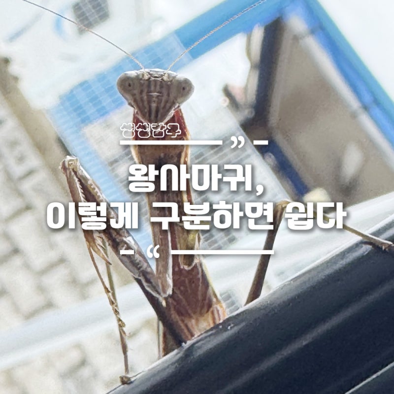 왕사마귀 암수 구분 어떻게? 다른 사마귀와 다른점은?