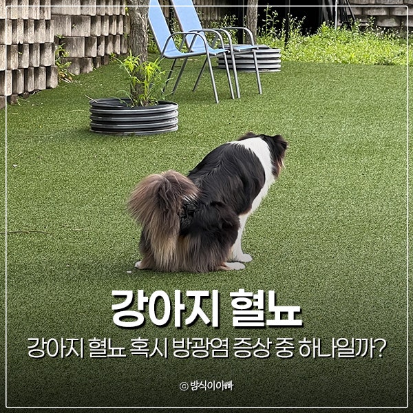 강아지 혈뇨 혹시 방광염 증상 중 하나일까?