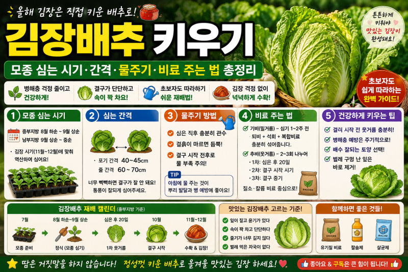 김장배추 키우기｜모종 심는 시기·간격·물주기·비료 주는 법 총정리