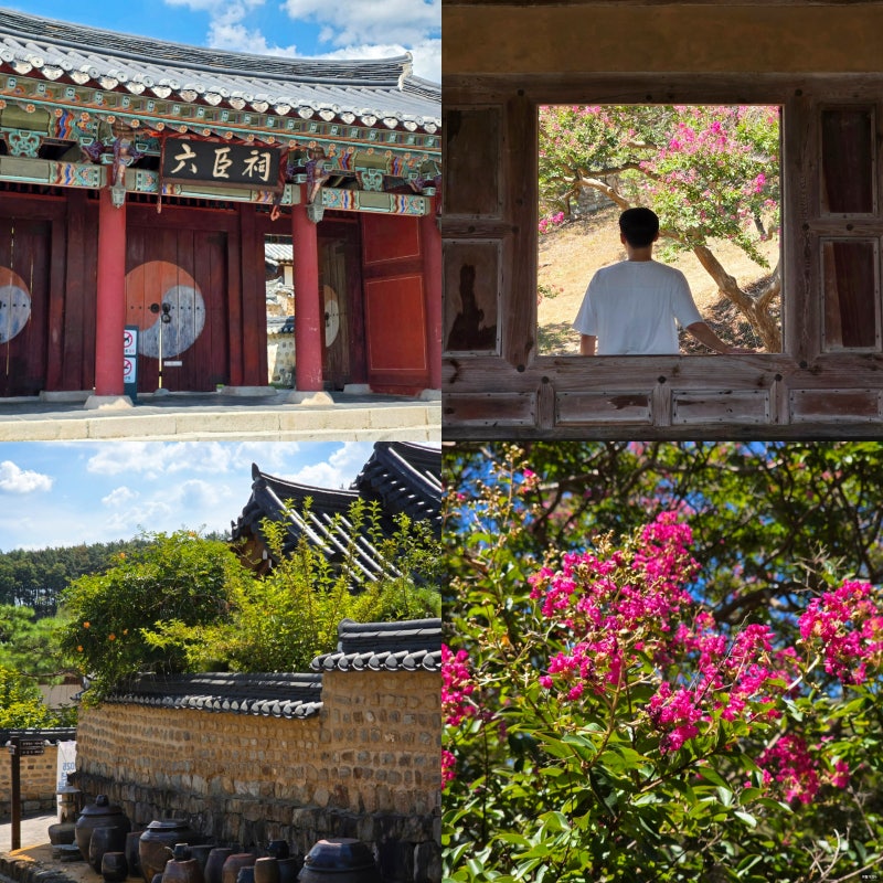9월 대구 가볼만한곳 배롱나무 명소 꽃구경 하목정 육신사