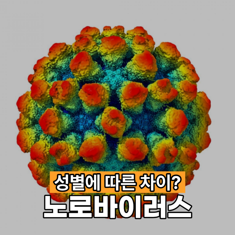 노로바이러스 증상 성별에 따라 차이가 있을까?