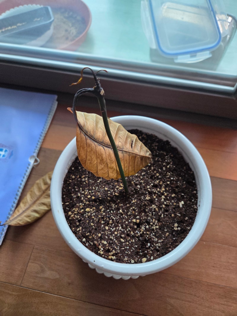베란다의 망고, 누가 죽였지??