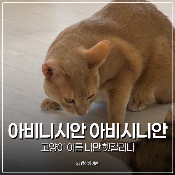 아비니시안 아비시니안 고양이 이름 나만 헷갈리나