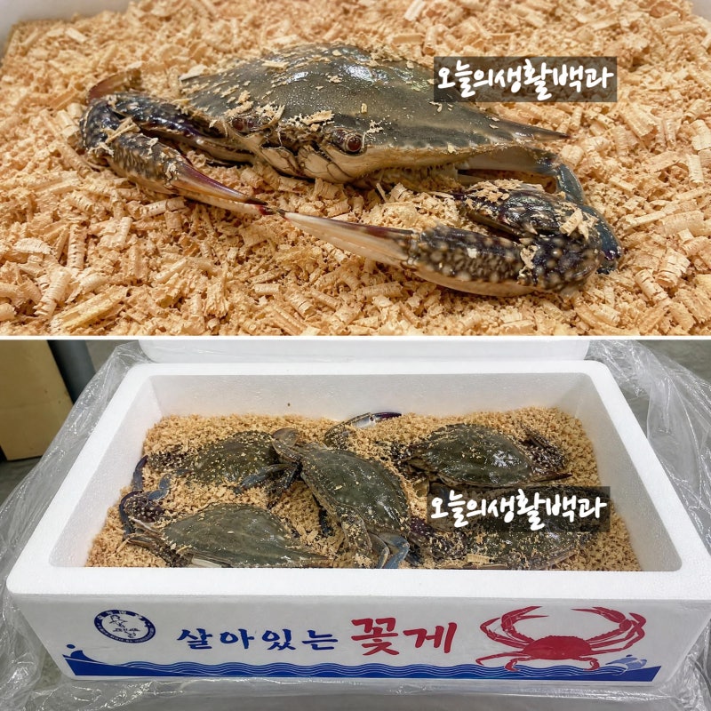 꽃게보관법 톱밥째 냉장고에 넣었다가 이렇게 됩니다