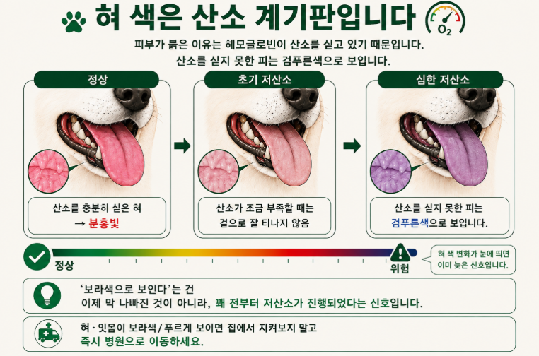 강아지혀보라색, 당장 병원에 가야하는 신호입니다. (4,678건 진료한 24시 수의사 조언)