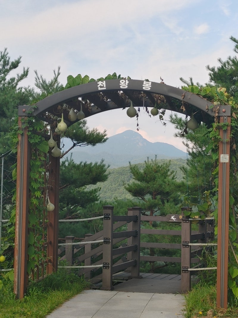 [ 보은 일주일 살기 #13] 속리산 3박의 대미를 장식한 모노레일부터 목탁카페까지, 정이품송·....