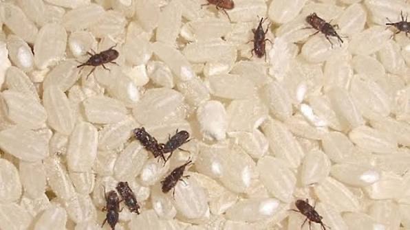 쌀벌레 생기는 이유 5가지｜쌀 보관할 때 이것부터 확인하세요