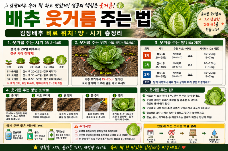 배추 웃거름 주는 법｜김장배추 비료 위치·양·시기 총정리