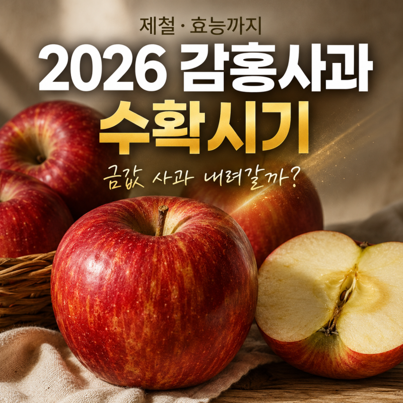 2026 감홍사과 수확시기·제철·효능 총정리 (feat. 금값 사과 내려갈까?)