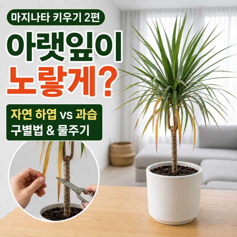 마지나타 키우기 ② ｜ 아랫잎이 노랗게 변하는 진짜 이유