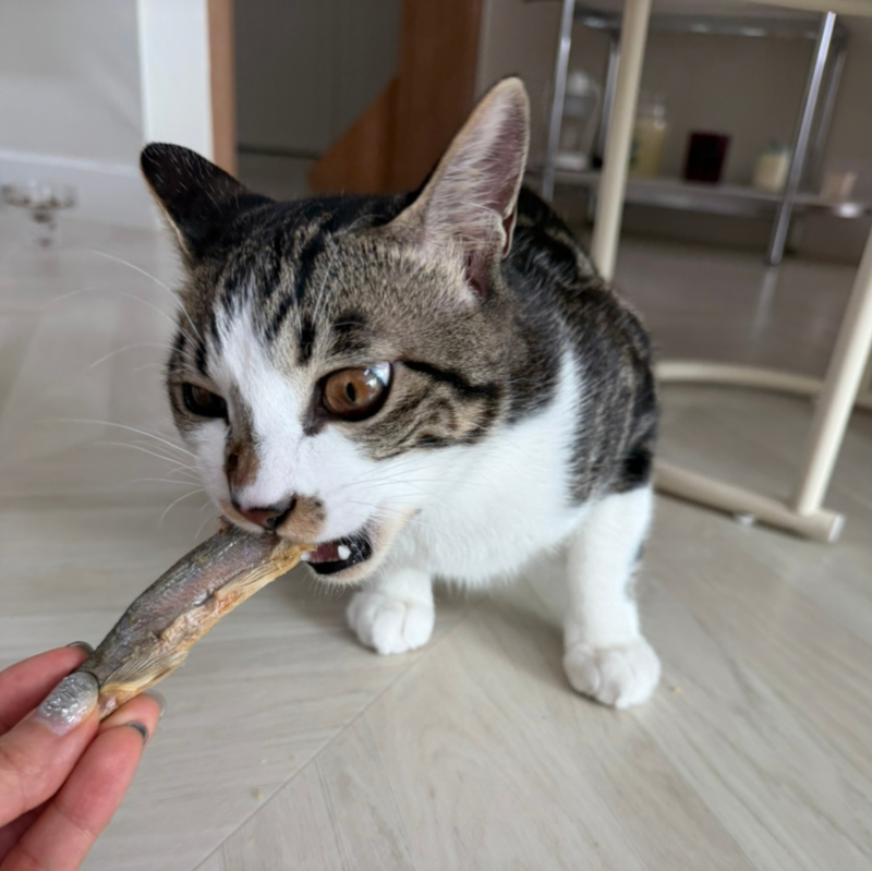 아기고양이 간식 트릿 딱! 저염 원물 고양이 열빙어 가자미 엄청 좋아했어요