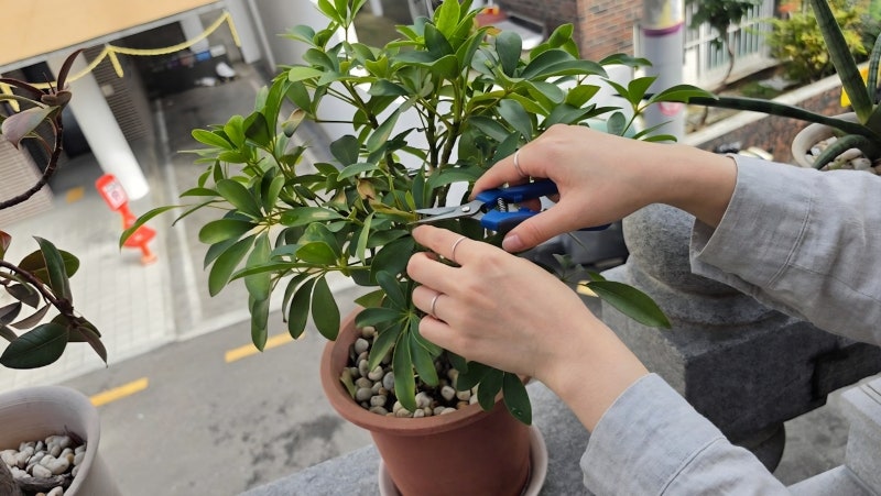 홍콩야자 가지치기로 외목대 물꽂이 수경재배 키우기