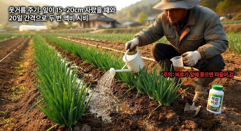 가을 쪽파 심는 시기와 관리방법.