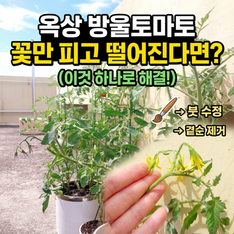 방울토마토,꽃만 피고 열매가 안 열린다면? (원인과 해결책 )