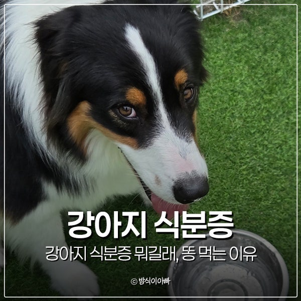 강아지 식분증 뭐길래, 똥 먹는 이유