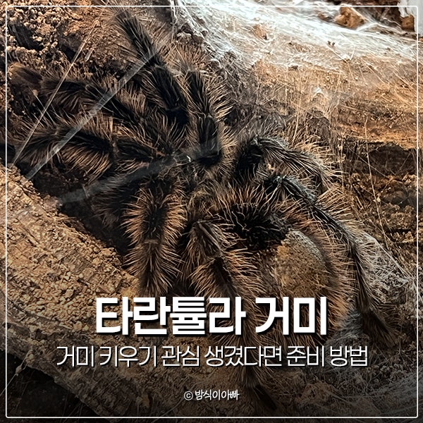 타란툴라 타란튤라 거미 키우기 관심 생겼다면 준비 방법