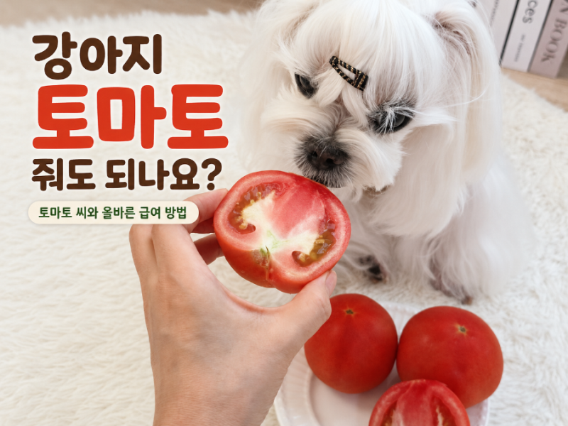 강아지 토마토 줘도 되나요? 토마토 씨와 올바른 급여 방법