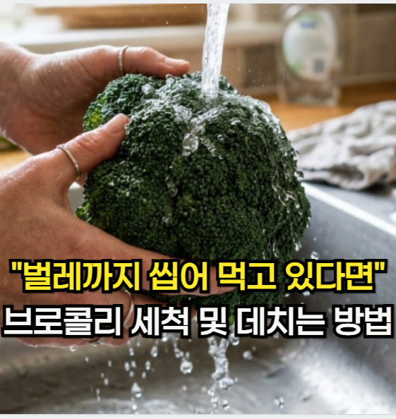 브로콜리 "벌레까지 덤으로 씹어 먹고 있다면" 브로콜리 세척 및 데치기 방법