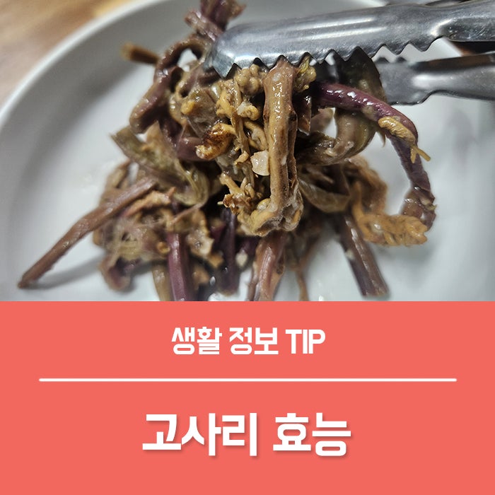 고사리 효능 4가지, 고사리 독 정말 있을까?