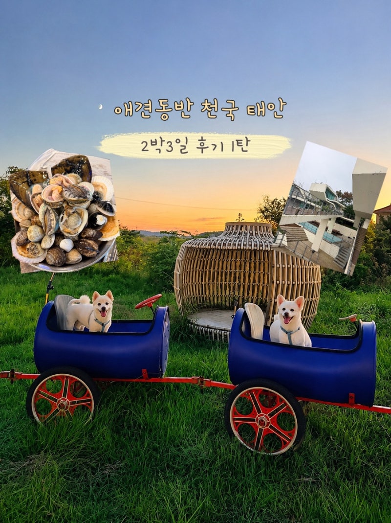 태안 애견동반 여행 1일차｜펄베이 풀빌라부터 만세튀김, 윤슬공원까지