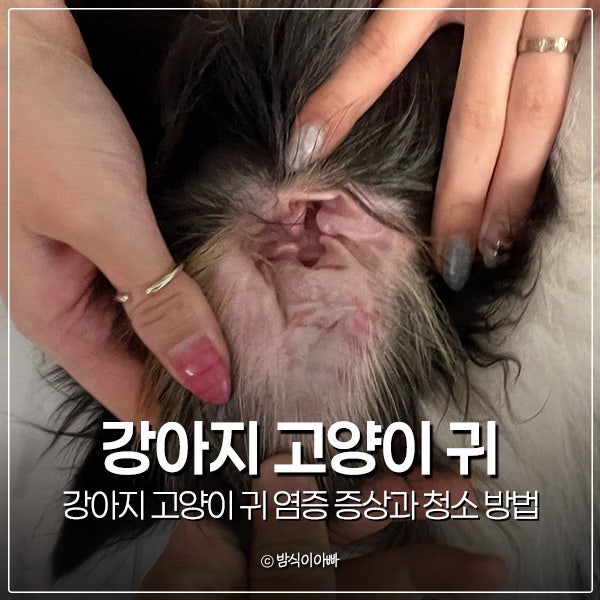 강아지 고양이 귀 염증 증상과 청소 방법