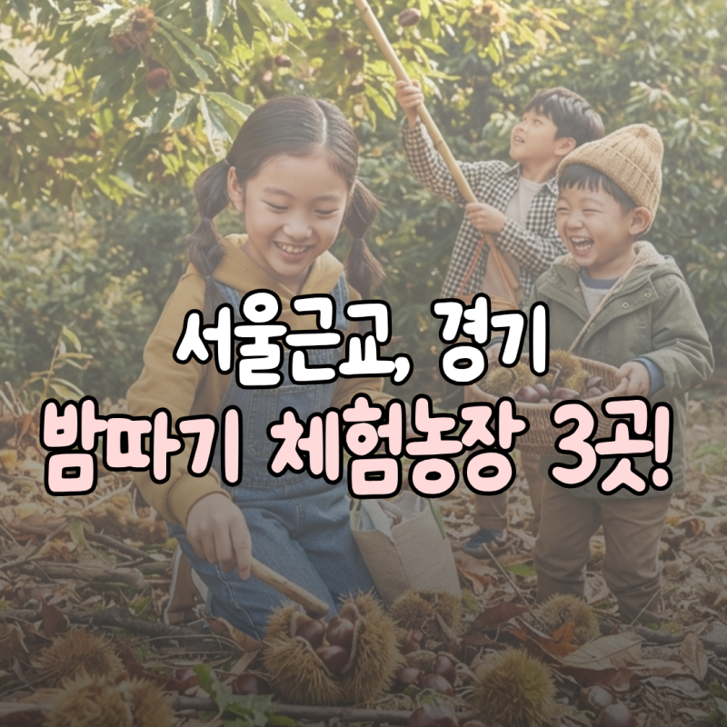 가을 성지순례! 서울·경기 아이와 가볼 만한 밤따기 체험 농장