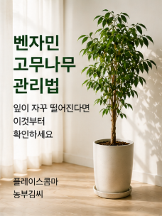 벤자민고무나무 관리법｜잎이 자꾸 떨어진다면 이것부터 확인하세요 (플레이스콤마)
