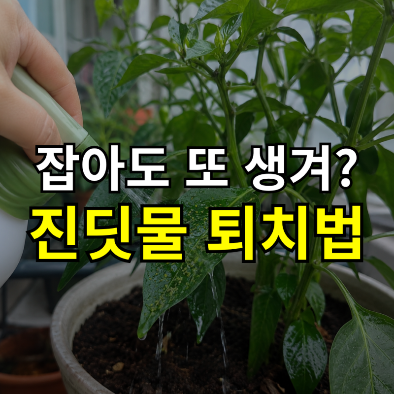 “잡아도 또 생긴다” 화분 식물, 고추 진딧물 퇴치 방법과 살충제 사용법