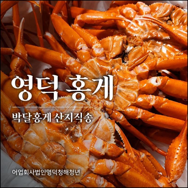 영덕 홍게 박달홍게 산지직송 어업회사법인영덕청해청년, 자숙 홍게 전국택배 가능