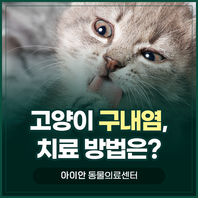 [천호동동물병원] 고양이 만성 구내염, 발치가 필요한 기준과 치료 과정은?