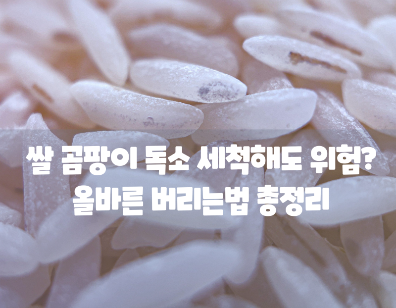 쌀 곰팡이 독소 세척해도 위험? 보관법부터 올바른 버리는법 총정리
