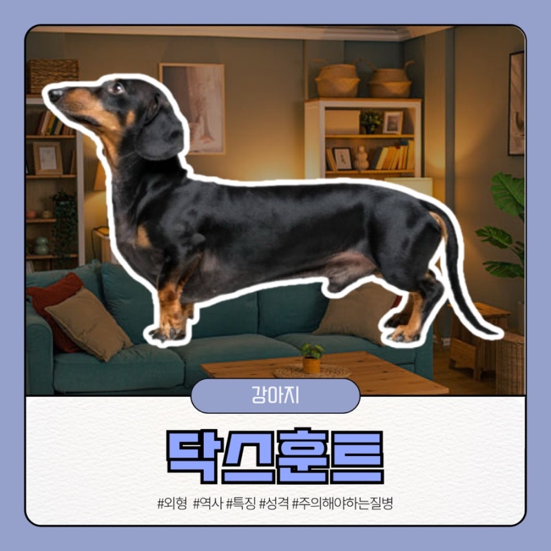 닥스훈트 특징 수명 종류 장모 단모 성격