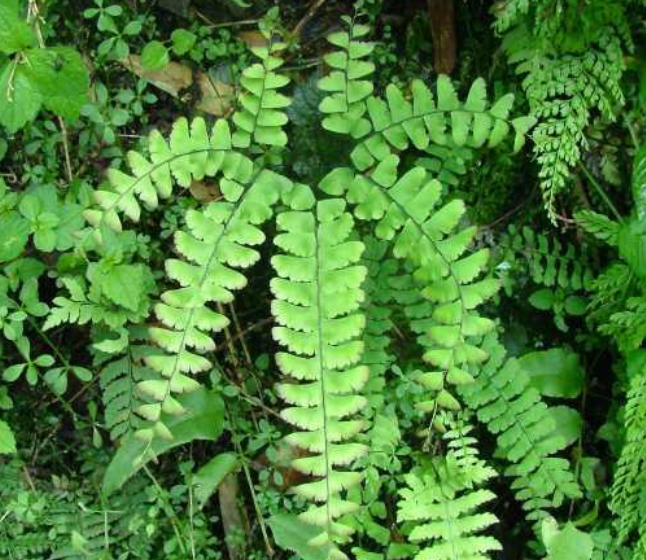 공작고사리속(Adiantum) 식물