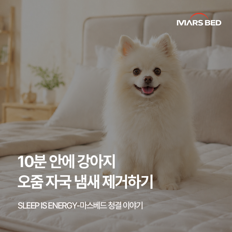 10분 안에 매트리스 강아지 오줌 자국 냄새 제거하는 방법
