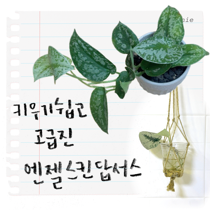 스킨답서스 어두운 곳에서도 잘 자라요! 엔젤스킨답서스 키우기 행잉식물, 수경재배, 화장실....