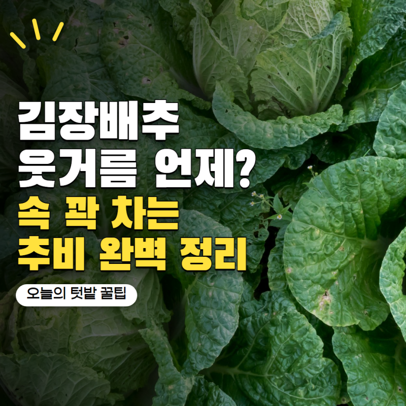 김장배추 모종 심고 언제 비료 줄까? 속이 꽉 차는 첫 웃거름 시기와 방법