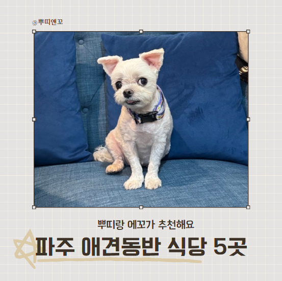 파주 애견동반 식당 맛집 추천 음식 종류별로 5곳 골라봤어요