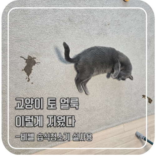 고양이 토 러그 얼룩 청소｜비쎌 스팟클린 하이드로스팀 직접 써본 후기