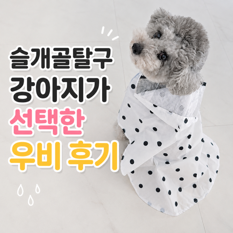 강아지 우비 추천, 슬개골 탈구 강아지 올인원 대신 고른 비옷 후기