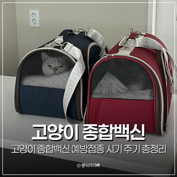 고양이 종합백신 예방접종 시기 주기 총정리