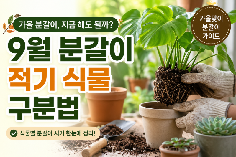 가을 분갈이 지금 해도 될까｜9월 분갈이 적기 식물 구분법