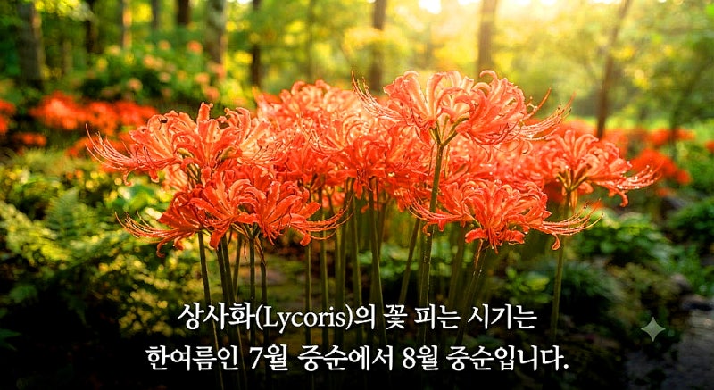 상사화(Lycoris)키우기
