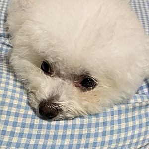 강아지 비숑 눈물자국 원인, 없애는 방법