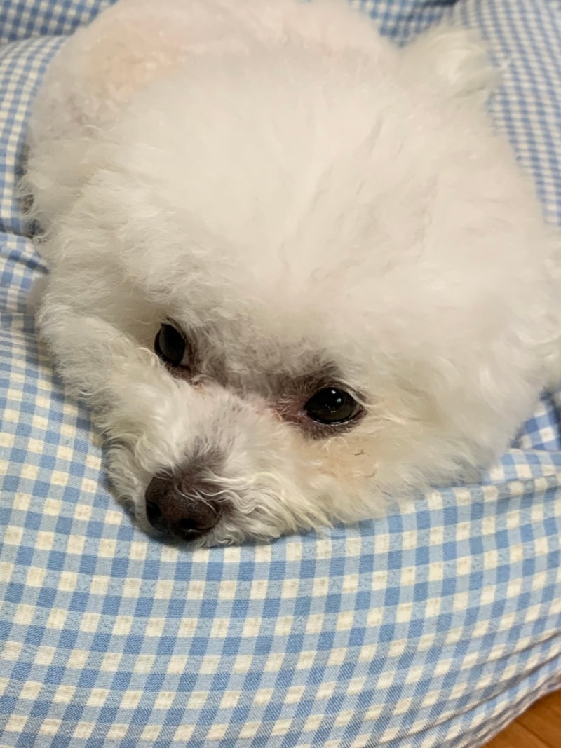 강아지 비숑 눈물자국 원인, 없애는 방법