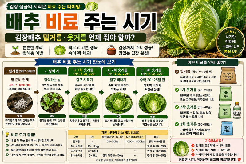 배추 비료 주는 시기｜김장배추 밑거름·웃거름 언제 줘야 할까?